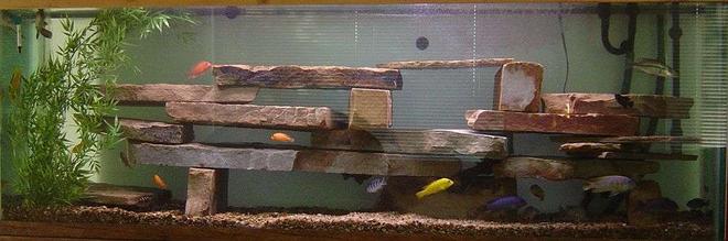 125 gallons freshwater fish tank (mostly fish and non-living decorations) - freshwater fish
