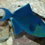 saltwater fish - odonus niger - niger triggerfish stocking in 150 gallons tank - Niger Trigger