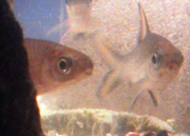 freshwater fish - balantiocheilus melanopterus - bala shark stocking in 55 gallons tank - bala sharks