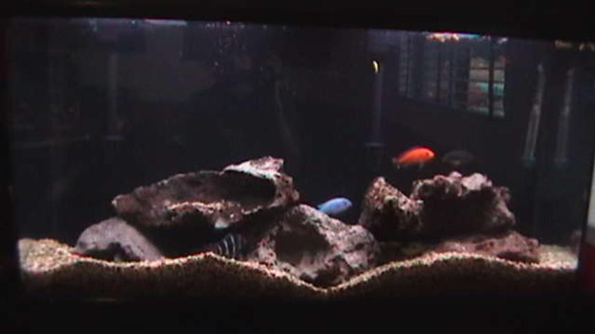 Rated #310: 45 Gallons Freshwater Fish Tank - 45 Gallon African Cichlid Aquarium