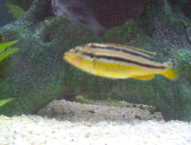 freshwater fish - melanochromis auratus - auratus cichlid stocking in 46 gallons tank - Here's one of my Lake Malawi golden cichlids