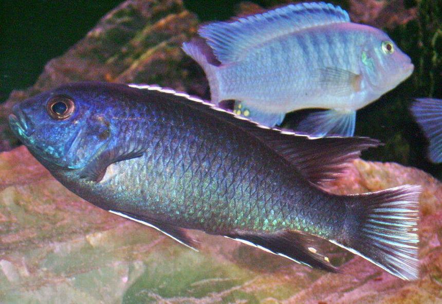 Rated #103: Freshwater Fish - Pseudotropheus Acei - Acei Cichlid Stocking In 100 Gallons Tank - Pseudotrophues acei ngara hanging out with a Metriaclima Callainos Cobalt Zebra.