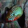 freshwater fish - hemichromis bimaculatus - jewel cichlid stocking in 55 gallons tank - This is one of my male Jewels!