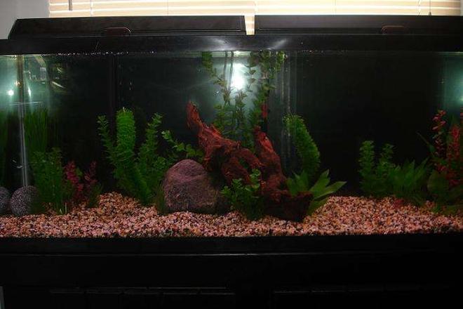 55 gallons freshwater fish tank (mostly fish and non-living decorations) - My 55 gallon tank before having fish in it.