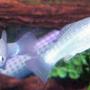 freshwater fish - poecilia latipinna - dalmatian molly stocking in 55 gallons tank - molly pair pearl