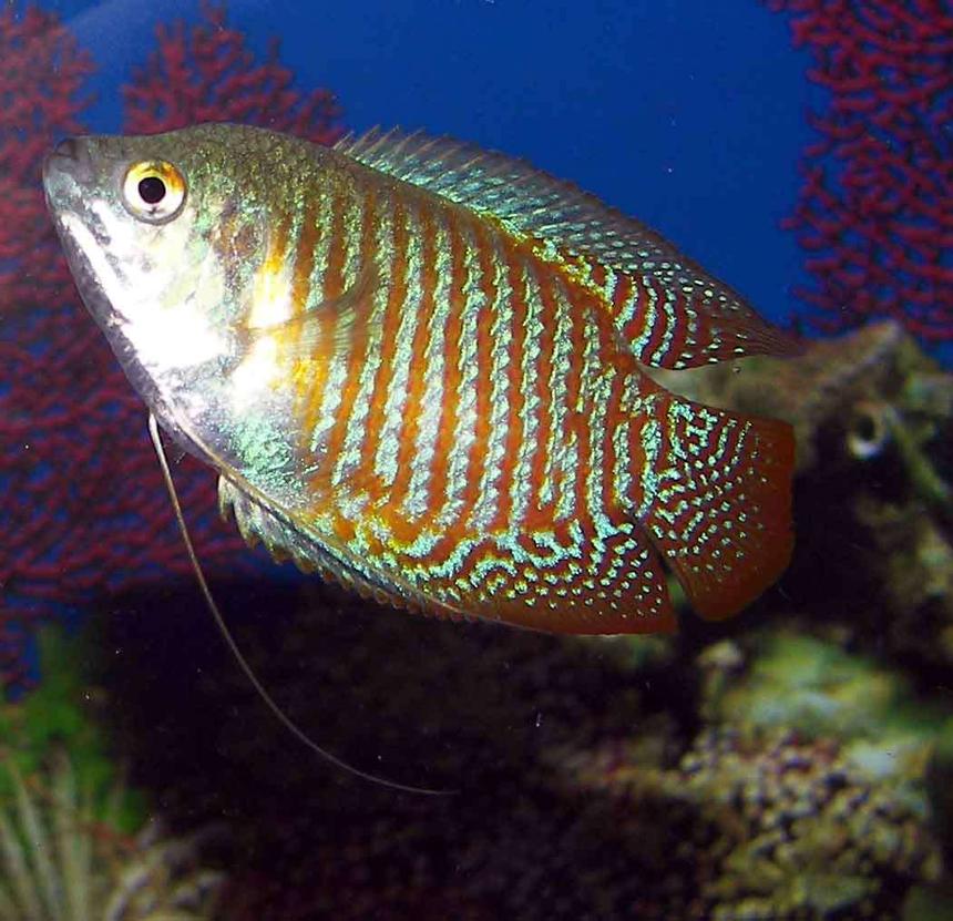 Rated #804: Freshwater Fish - Colisa Lalia - Dwarf Gourami Stocking In 55 Gallons Tank - gourami