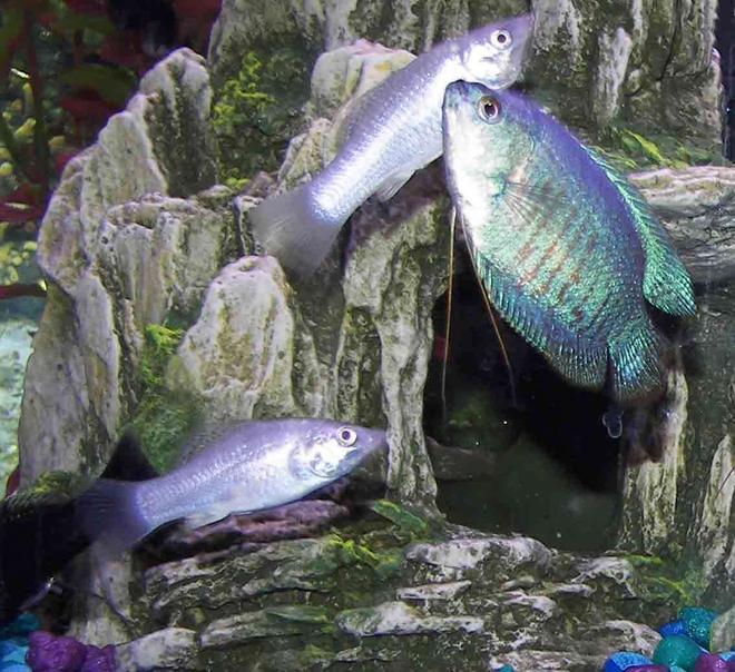 freshwater fish - colisa lalia - neon blue dwarf gourami stocking in 55 gallons tank - gourami and pearl mollys