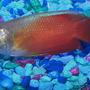 freshwater fish - colisa lalia - flame dwarf gourami stocking in 55 gallons tank - fire and ice gourami