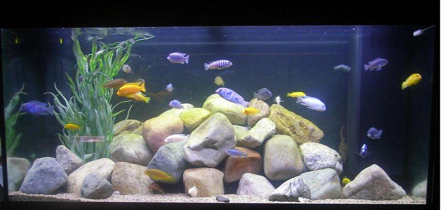 Rated #925: 100 Gallons Freshwater Fish Tank - 100G Malawi Tank