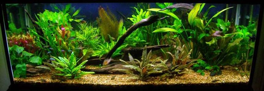 Rated #33: Planted Tank - 280lt planted community, 9 months old, no CO2.