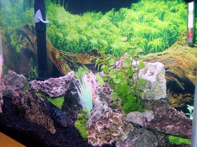 45 gallons freshwater fish tank (mostly fish and non-living decorations) - my 45gallon - close up