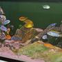 100 gallons freshwater fish tank (mostly fish and non-living decorations) - Mbuna tank with lots of action.