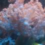 corals inverts - cladiella sp. - cauliflower colt coral stocking in 10 gallons tank - colt coral
