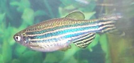 freshwater fish - danio rerio - zebra danio stocking in 55 gallons tank - zebra danio