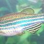 freshwater fish - danio rerio - zebra danio stocking in 55 gallons tank - zebra danio