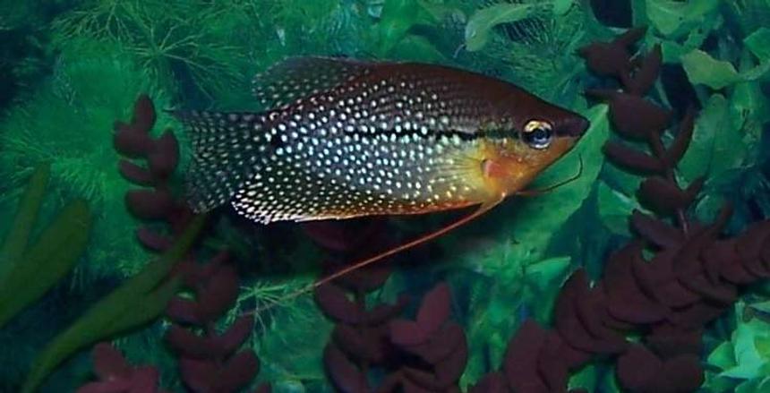 Rated #1515: Freshwater Fish - Trichogaster Leeri - Pearl Gourami Stocking In 55 Gallons Tank - pearl gourami