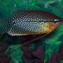 freshwater fish - trichogaster leeri - pearl gourami stocking in 55 gallons tank - pearl gourami