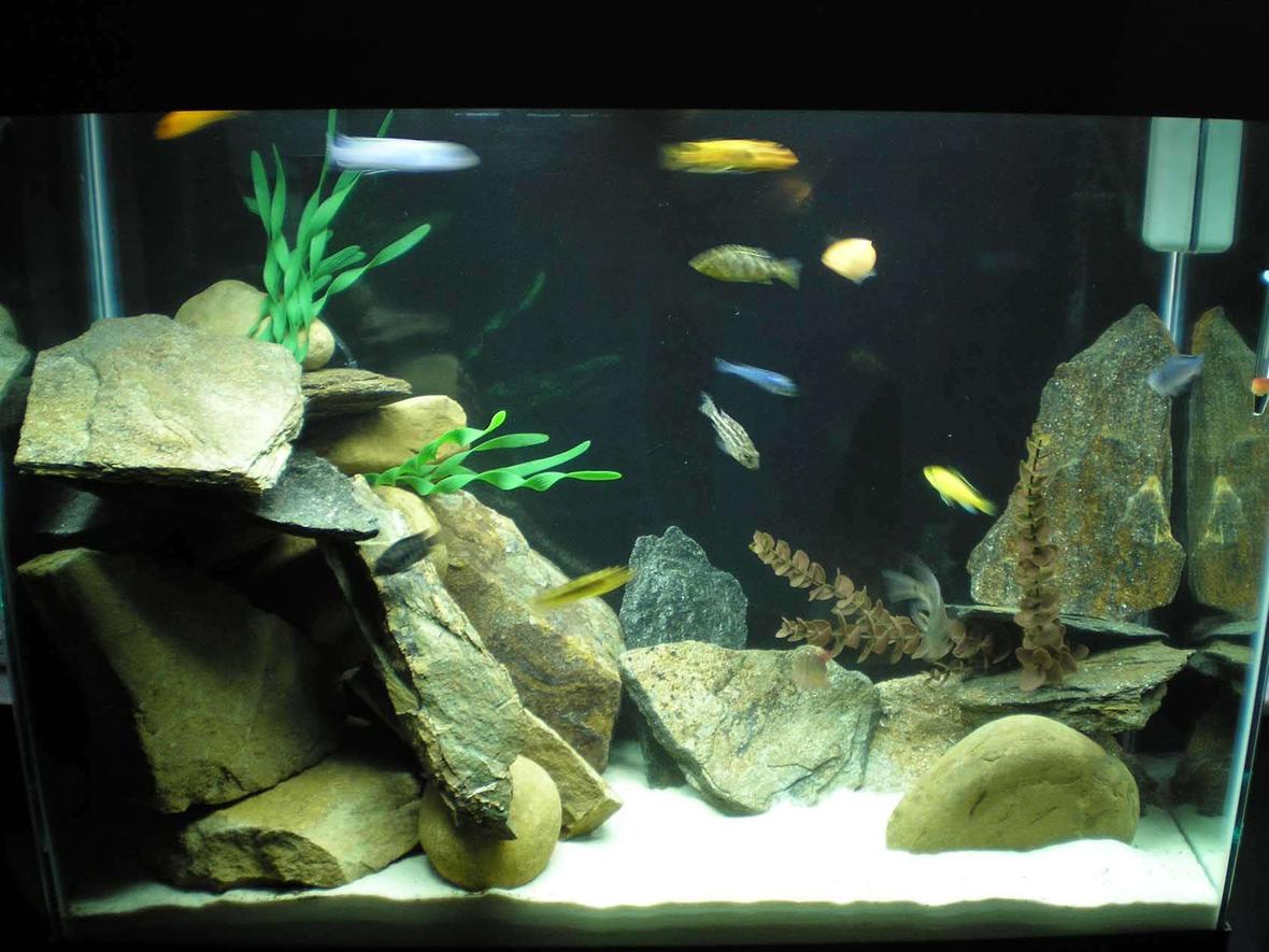 37 gallons freshwater fish tank (mostly fish and non-living decorations) - 37 Gal. Eclipse w/ cichlids and rocks!