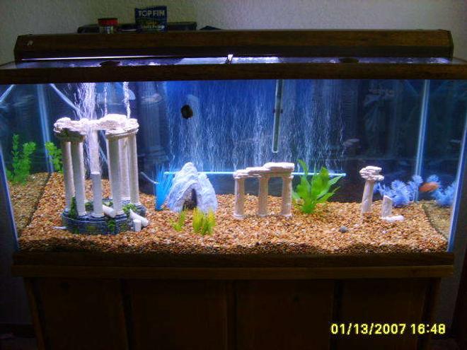 75 gallons freshwater fish tank (mostly fish and non-living decorations) - this is my 75 gallon tank done in a roman theme with the 3D background to match, soon will be adding a bubble light and a lighted driftwood! I will upload some more pictures when I get them added!