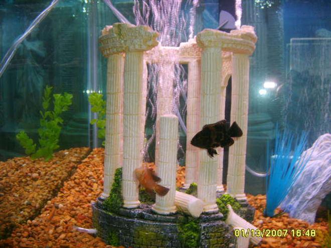 freshwater fish - astronotus ocellatus - tiger oscar stocking in 75 gallons tank - my oscars toots which is a tigar oscar and scooby who is a albino oscar