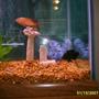 75 gallons freshwater fish tank (mostly fish and non-living decorations) - this is toots and scooby playing chase