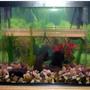55 gallons freshwater fish tank (mostly fish and non-living decorations) - Full view of the tank