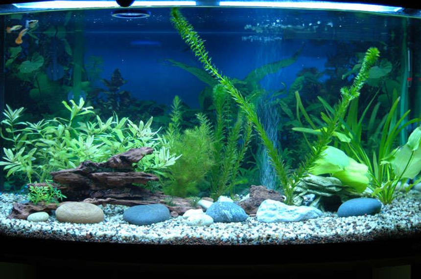 Rated #128: 46 Gallons Planted Tank - my new tank