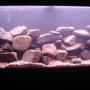50 gallons freshwater fish tank (mostly fish and non-living decorations) - Malawi tank 1 hour old with no fish yet :(