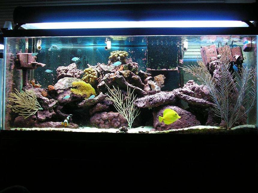 Rated #102: 55 Gallons Reef Tank - my tank