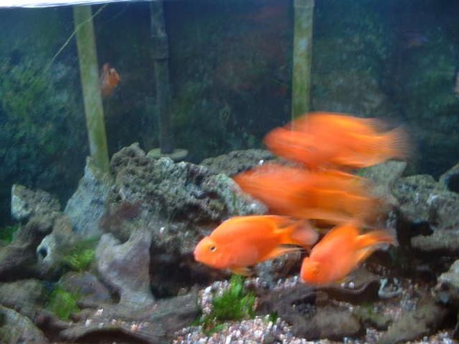 freshwater fish - heros severus x amphilophus citrinellum - blood parrot stocking in 90 gallons tank - some parrots in my 90 gal