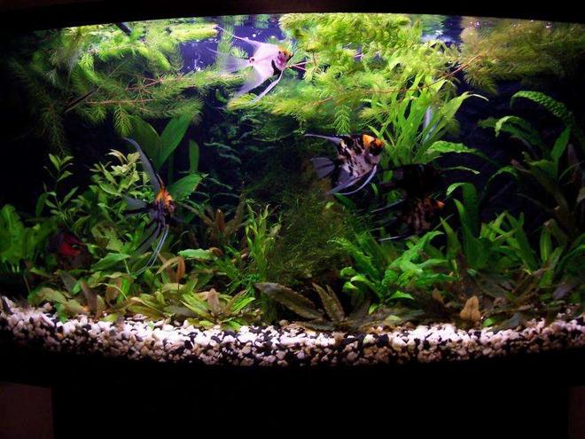 26 gallons planted tank (mostly live plants and fish) - my first fish tank