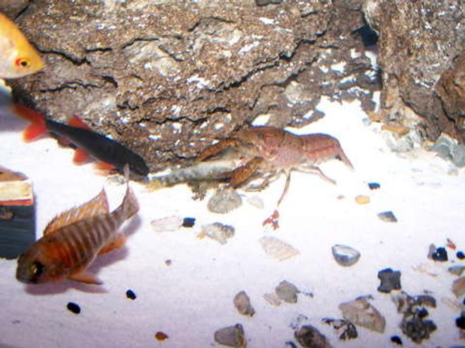 corals inverts - enoplometopus sp. - reef lobster, red hawaiian stocking in 55 gallons tank - RED LOBSTER EATING CHINESE ALGEA EATER