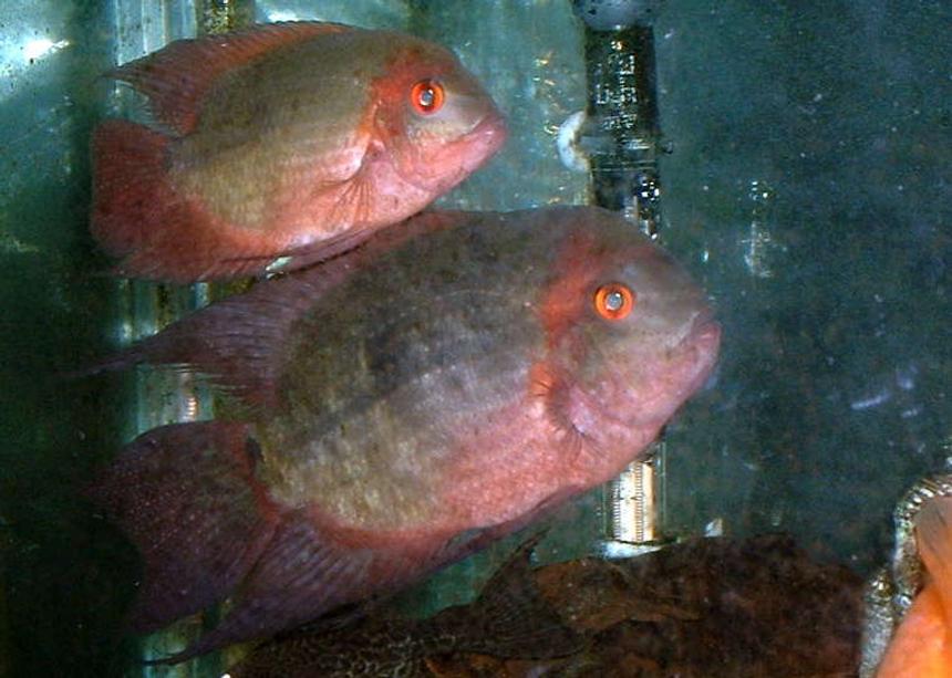 Rated #1888: Freshwater Fish - Hypselecara Temporalis - Chocolate Cichlid Stocking In 90 Gallons Tank - breading pair of choclate cichlids about 2 yrs old