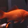 freshwater fish - carassius auratus - goldfish stocking in 30 gallons tank - My six inch long common goldfish, he is 3-1/2 years old