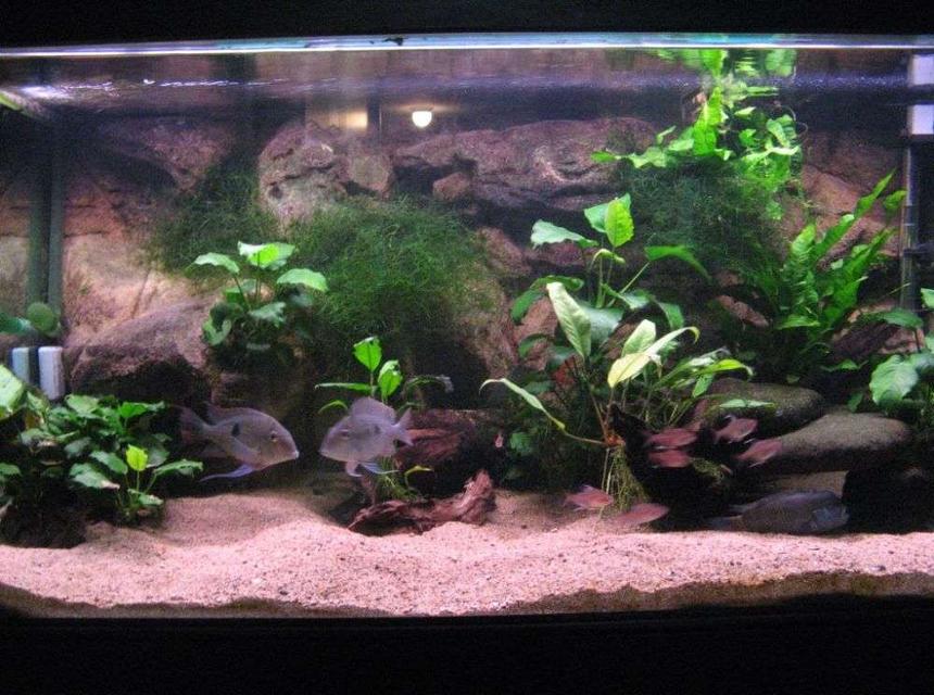 Rated #95: 90 Gallons Freshwater Fish Tank - my large 4ft.