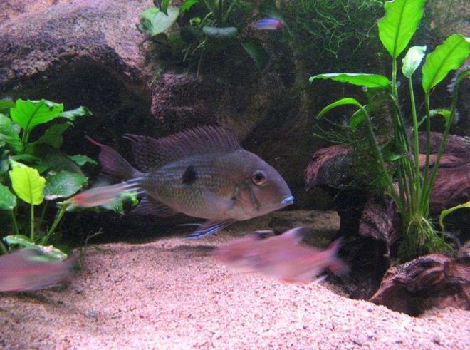freshwater fish - geophagus dicrozoster - monster fish stocking in 90 gallons tank - my large geo