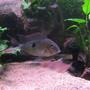 freshwater fish - geophagus dicrozoster - monster fish stocking in 90 gallons tank - my large geo