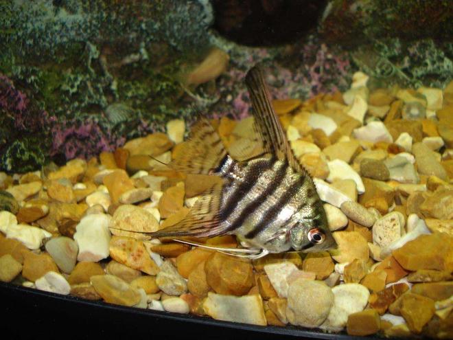 freshwater fish - pterophyllum sp. - silver zebra angel stocking in 110 gallons tank - ole red eye