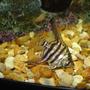 freshwater fish - pterophyllum sp. - silver zebra angel stocking in 110 gallons tank - ole red eye