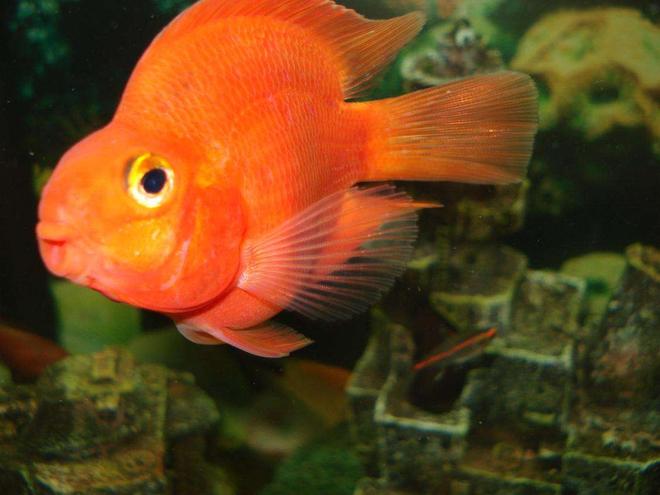 freshwater fish - heros severus x amphilophus citrinellum - blood parrot stocking in 110 gallons tank - the big parrot