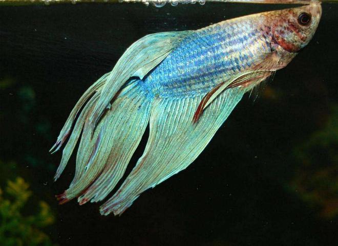 freshwater fish - betta splendens - betta - male stocking in 110 gallons tank - the siemese
