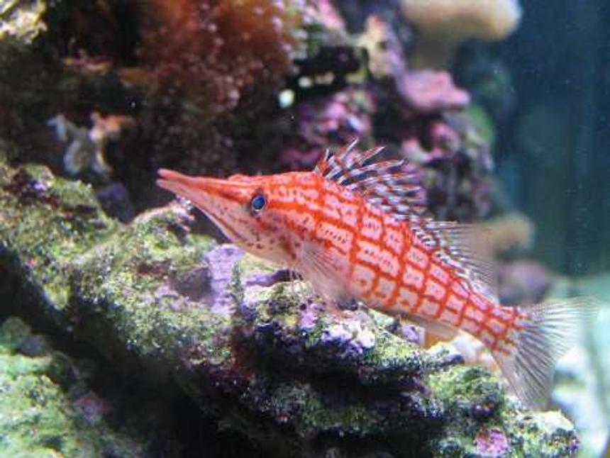 Rated #35: Saltwater Fish - Oxycirrhites Typus - Longnose Hawkfish Stocking In 110 Gallons Tank - Long Nose Hawkfish