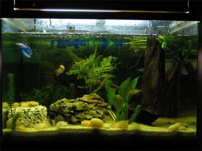 freshwater fish - poecilia reticulata - neon blue tux guppy stocking in 20 gallons tank - it's small tank, but what do you think?