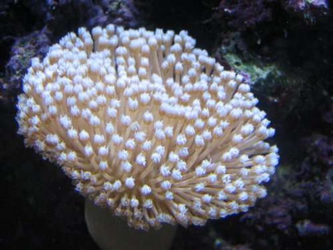 corals inverts - sarcophyton sp. - green polyp leather stocking in 110 gallons tank - Leather coral