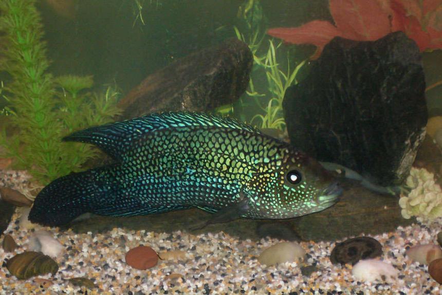 Rated #3507: 55 Gallons Freshwater Fish Tank - We had to add some smaller gravel to the polished rocks in the tank because  Panfrys food kept falling between the rocks where he couldnt get at it. Here is a close up view of Panfry............We are sad to say that Panfry pasted  feb 13 2007, we had gone away for a week and  sometime during that time the tank got infested with some sort of body fungus and by the time we started treating it , it was to late  most the fish died.  the only fish that survived were the  2 albino corys , the corys , the pleco and the frogs. :(