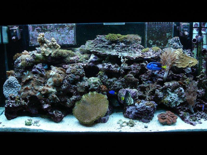 Rated #111: 80 Gallons Reef Tank - front center