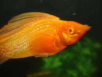 freshwater fish - poecilia latipinna - golden sailfin molly stocking in 24 gallons tank - The big ol Sailfin, Goldmember