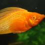 freshwater fish - poecilia latipinna - golden sailfin molly stocking in 24 gallons tank - The big ol Sailfin, Goldmember