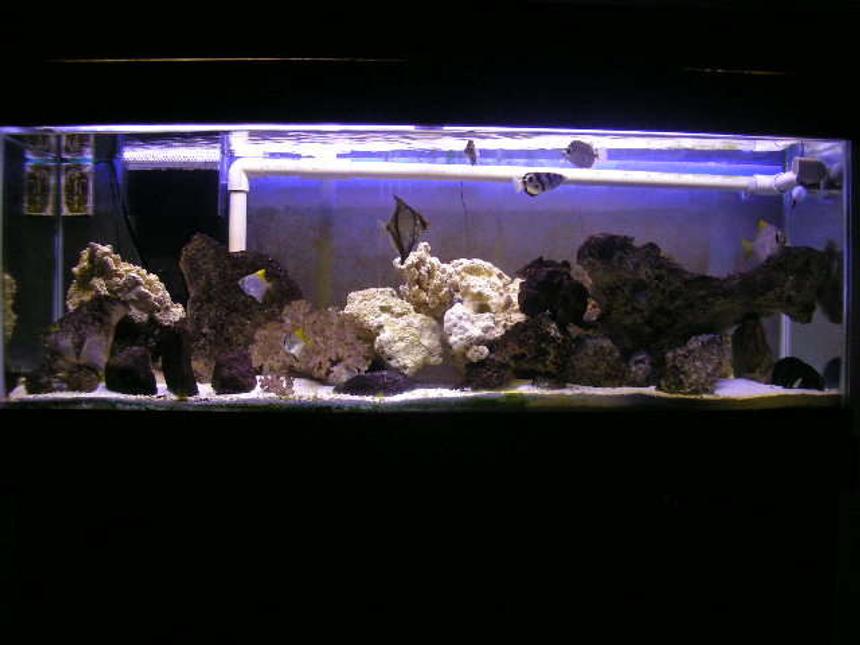 Rated #55: 55 Gallons Saltwater Fish Tank - brackish tank