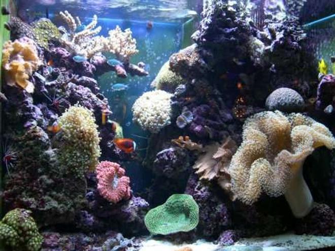 100 gallons reef tank (mostly live coral and fish) - Six Months Old